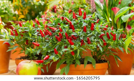 Red hot chilli pepper on a green bush in a clay pot, small fresh jalapeno peppers fresh organic whole. Potted chili peppers, bright juicy color, autumn harvest