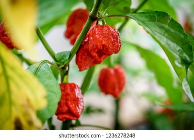 Red hot chilli pepper Trinidad scorpion plant  Capsicum chinense peppers green plant and leaves in home garden farm 