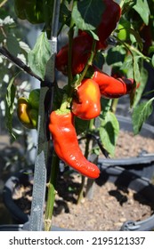 Red Hot Paprika At The Plants