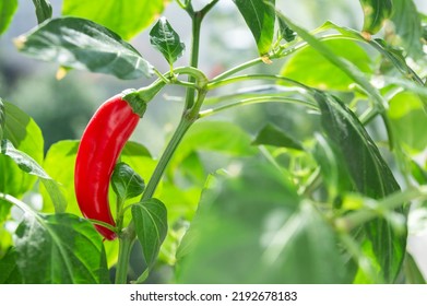 Red Hot Pepper On A Plant In The Garden