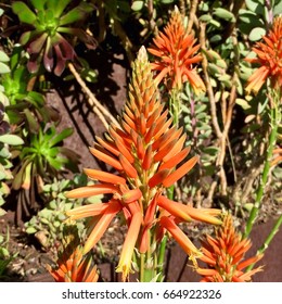 Red Hot Poker Flower