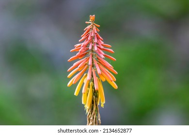 A Red Hot Poker Flower Plant