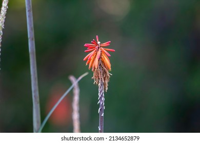 A Red Hot Poker Flower Plant