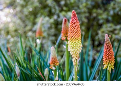 Red Hot Poker Kniphofia Uvaria