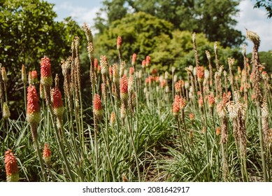 Red Hot Poker Plant In Asheville