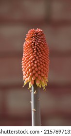 Red Hot Poker Plant, Close Up