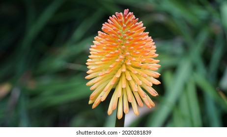 Red Hot Poker Plant Flower