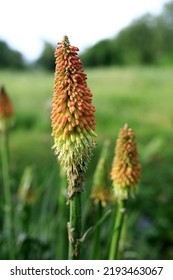 Red Hot Poker Plant In Garden, Adygea