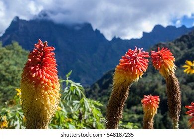 Red Hot Poker Plants