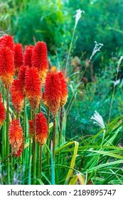 Red Hot Poker Or Torch Lilies.