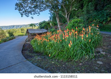 Red Hot Pokers Field At Les Makes In Saint Louis, Reunion Island 