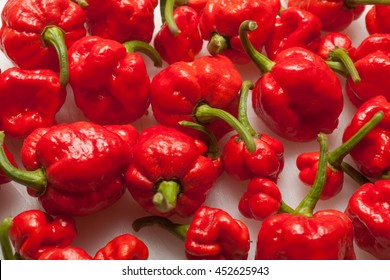 Red hot Trinidad moruga scorpion peppers white background