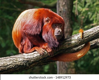 Red Howler Monkey