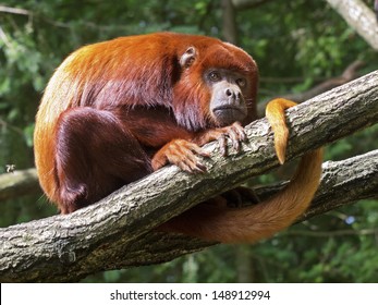 Red Howler Monkey