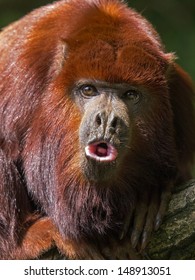 Red Howler Monkey