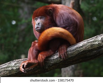 Red Howler Monkey