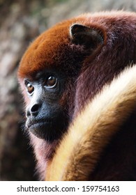 Red Howler Monkey