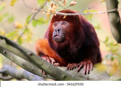 Red Howler Monkey