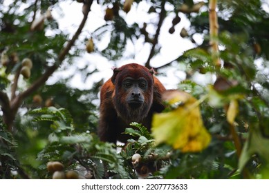 A Purús Red Howler Monkey (Alouatta Puruensis) Adopted As A Pet By The Indigenous People Of The Remote Village Of Ricardo Franco, Vale Do Guaporé Indigenous Land, Rondônia State, Brazil