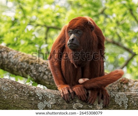 A red howler monkey calmly sits on a mossy tree branch surrounded by lush green forest, captured in natural light