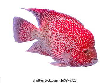 Red Hump Head Fish Isolated On White Background