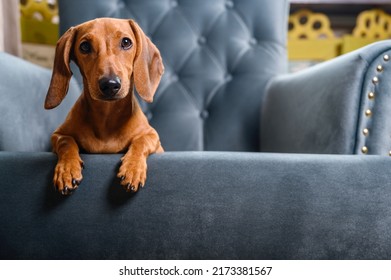 A red hunting dog of the dachshund breed lay down to rest on a turquoise armchair in the living room and looks straight to the camera posing attentively. Elegant breed. 
