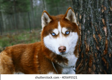 Red Husky - Dog with blue eyes.