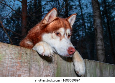 Red Husky Dog looking over fence. Dog peering over wooden fence, bottom view, dark background.