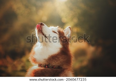 red husky playing in a field on sunrise in summer 