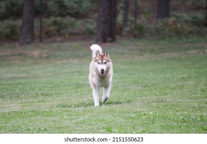 Red Husky Runs In The Park