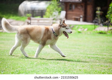 Red Husky Runs In The Park