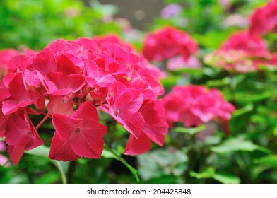 Red Hydrangea 