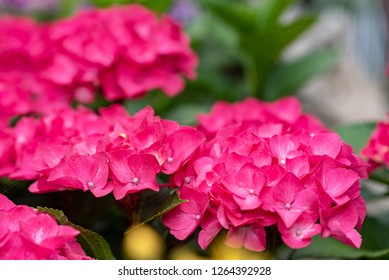 Red Hydrangea Flower, Closeup