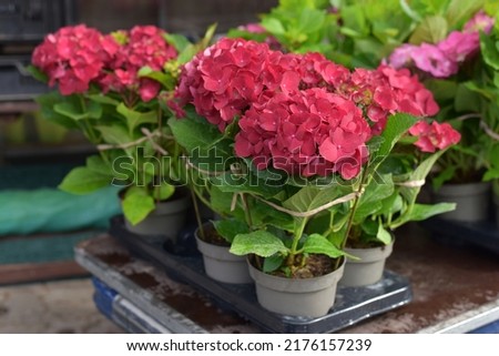 Red hydrangea in a flowerpot. Flower shop