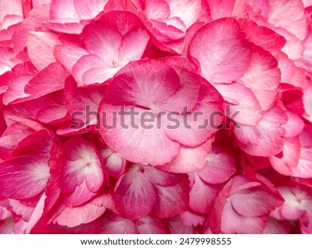 Similar – Image, Stock Photo A red hydrangea flower and its reflection