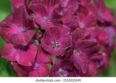 Red hydrangea Glam Rock blooming