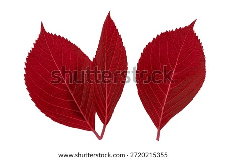 Red hydrangea leaf isolated on white background. Autumn botanical element for seasonal design, fall decor and warm nature themes.