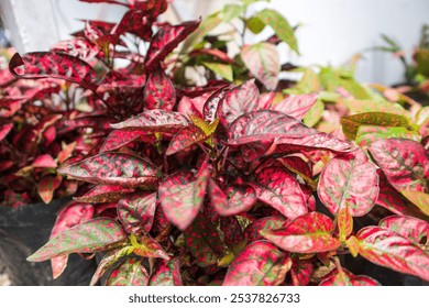 Red Hypoestes phyllostachya, also known as Hippo Red Polka Dot plant - Powered by Shutterstock