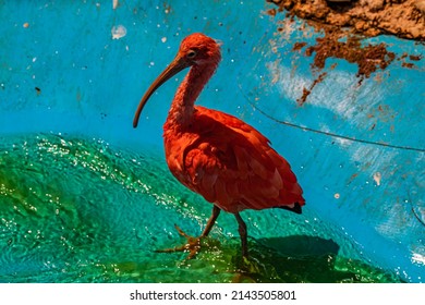 Red Ibis Bird Close Up