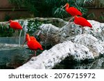 Red ibis habitat . Exotic birds standing on the stones