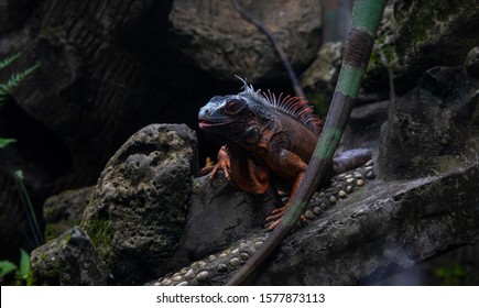 Red Iguana In Dark Terrarium. Iguana Closeup Photo. Monitor Lizard Rest On Wooden Trunk. Terrarium Enclosure In Zoo. Exotic Animal Portrait. Tropical Reptile Care And Housing. Keeping Iguana As Pet 