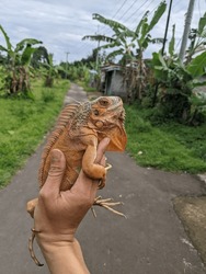 The Red Iguana In The Right Hand Is Sunbathing