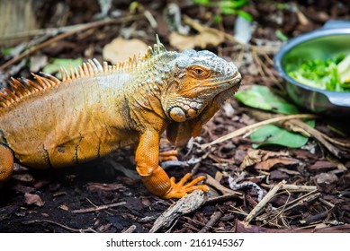 The Red Iguana(Iguana iguana) closeup image. American iguana is a lizard reptile in the genus Iguana in the iguana family.