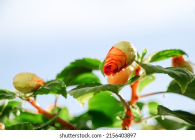 Red impatiens flowers close up. Colorful buds in garden. Green flowering home plant in sun. Spring nature background.