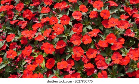 Red Impatiens Sunpatiens Compact Plants - Shutterstock ID 2027980775