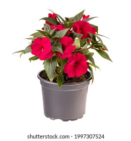 Red impatiens walleriana flowers in flower pot isolated on white background