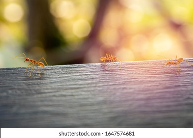 Red Imported Fire Ant, Behavior Of Ants.