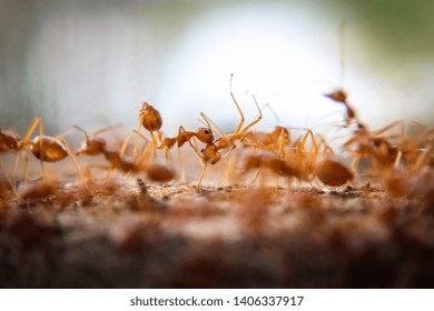 860 Red imported fire ant Images, Stock Photos & Vectors | Shutterstock