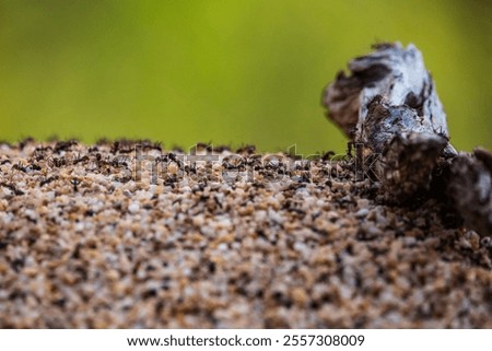 The red imported fire ants, Solenopsis invicta. Queensland, Australia.