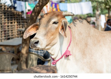 
Red Indian Cow In India. The Cow Is Drooling. The Pink Bell.